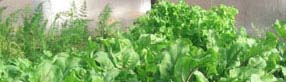 Salad Leaves